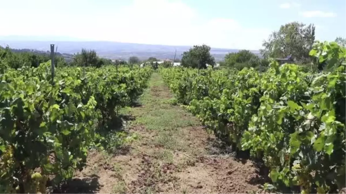 Tekirdağ\'da hasadına başlanan üzümden 40 bin ton rekolte bekleniyor