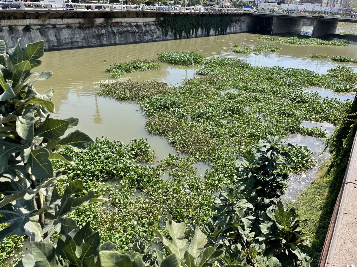 Hatay\'da Asi Nehri\'ni yeniden su sümbülleri kaplamaya başladı