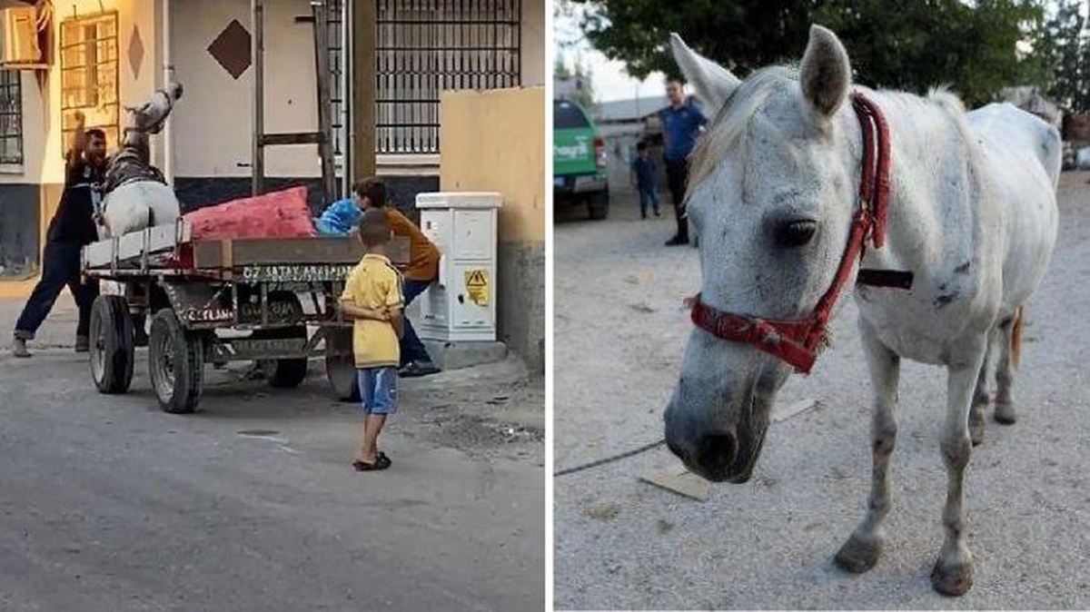 İlermeyen atı yumruklayan zalim seyyar satıcı gözaltında
