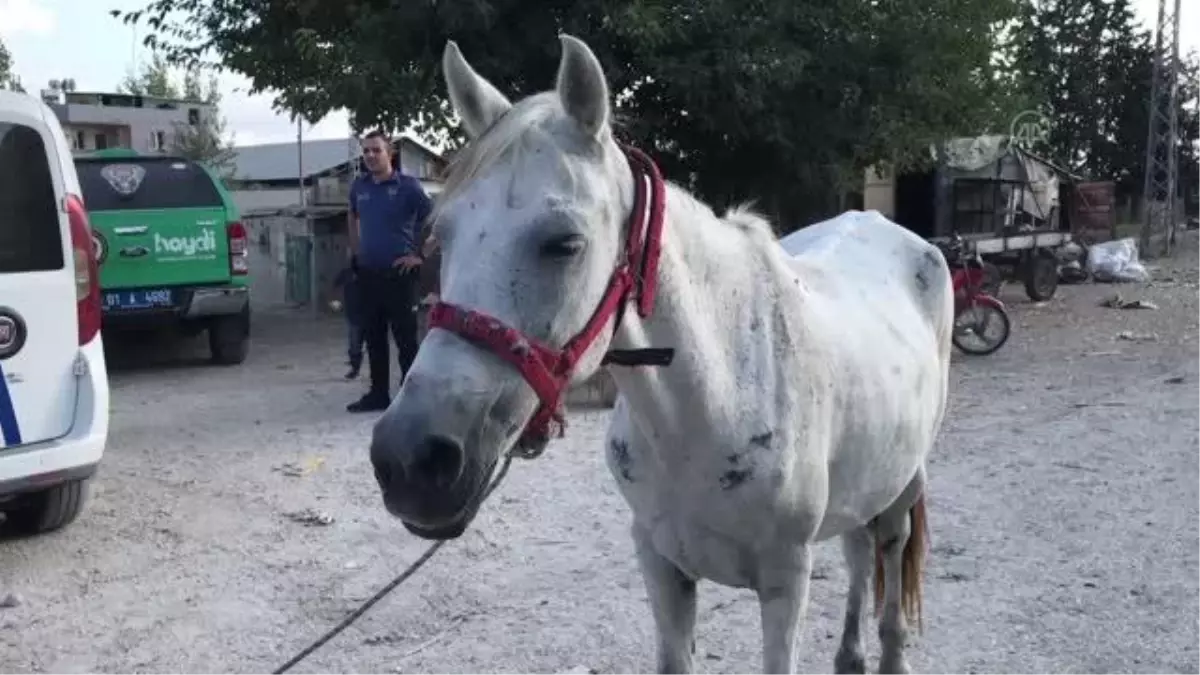 Adana\'da yorulan atı yumruklaması kameraya yansıyan zanlı gözaltına alındı