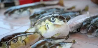 Son dakika haberi... 'Balon balığı' avcıları 164 bin lira kazandı