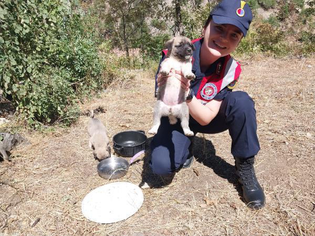 Jandarma çöpe bırakılan yavru köpekleri kurtardı