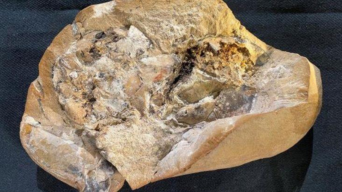 380 milyon yaşında! Dünyanın en eski kalbi bulundu