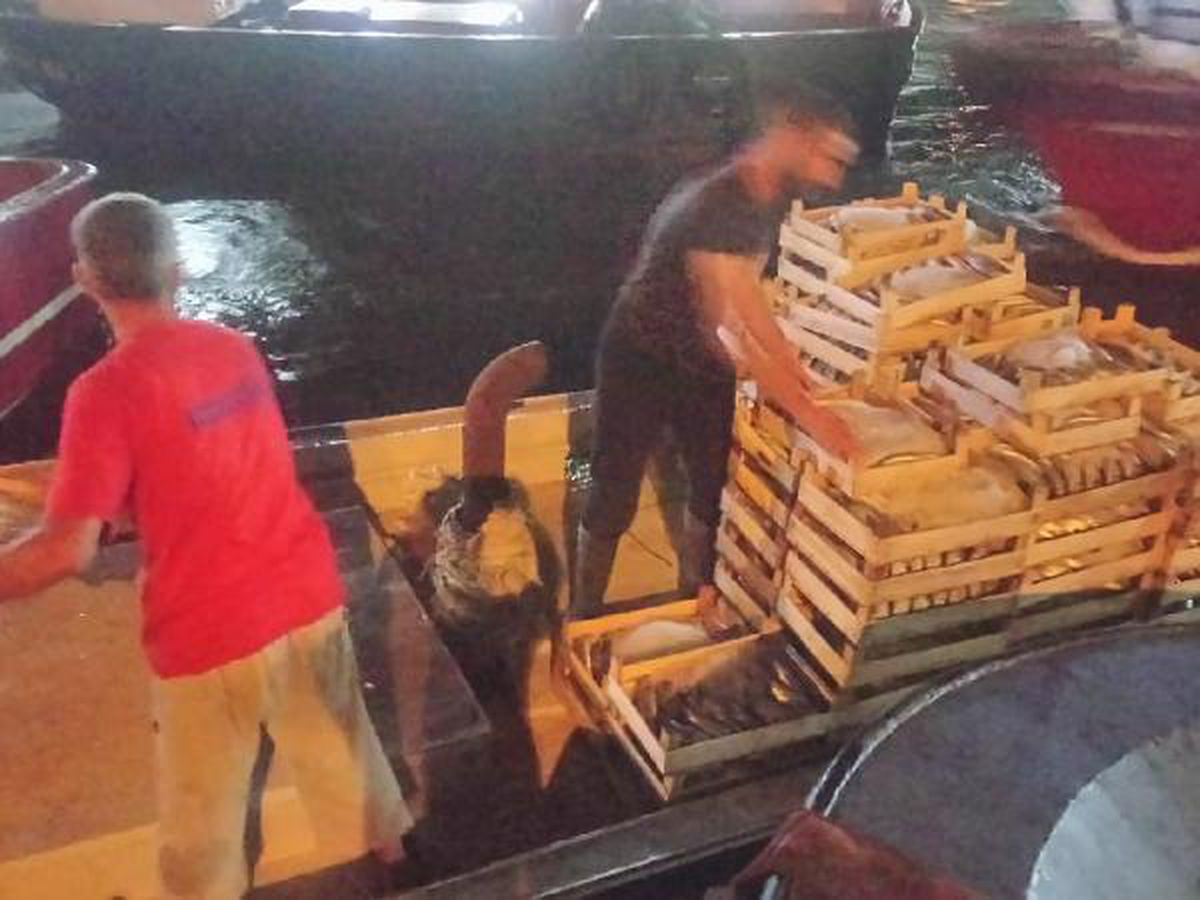 Düzce haberleri | Akçakoca\'da balıkçılar, 250 ton palamut avladı
