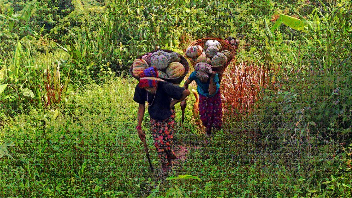 Bangladeş\'te Bal Kabağı Hasadı
