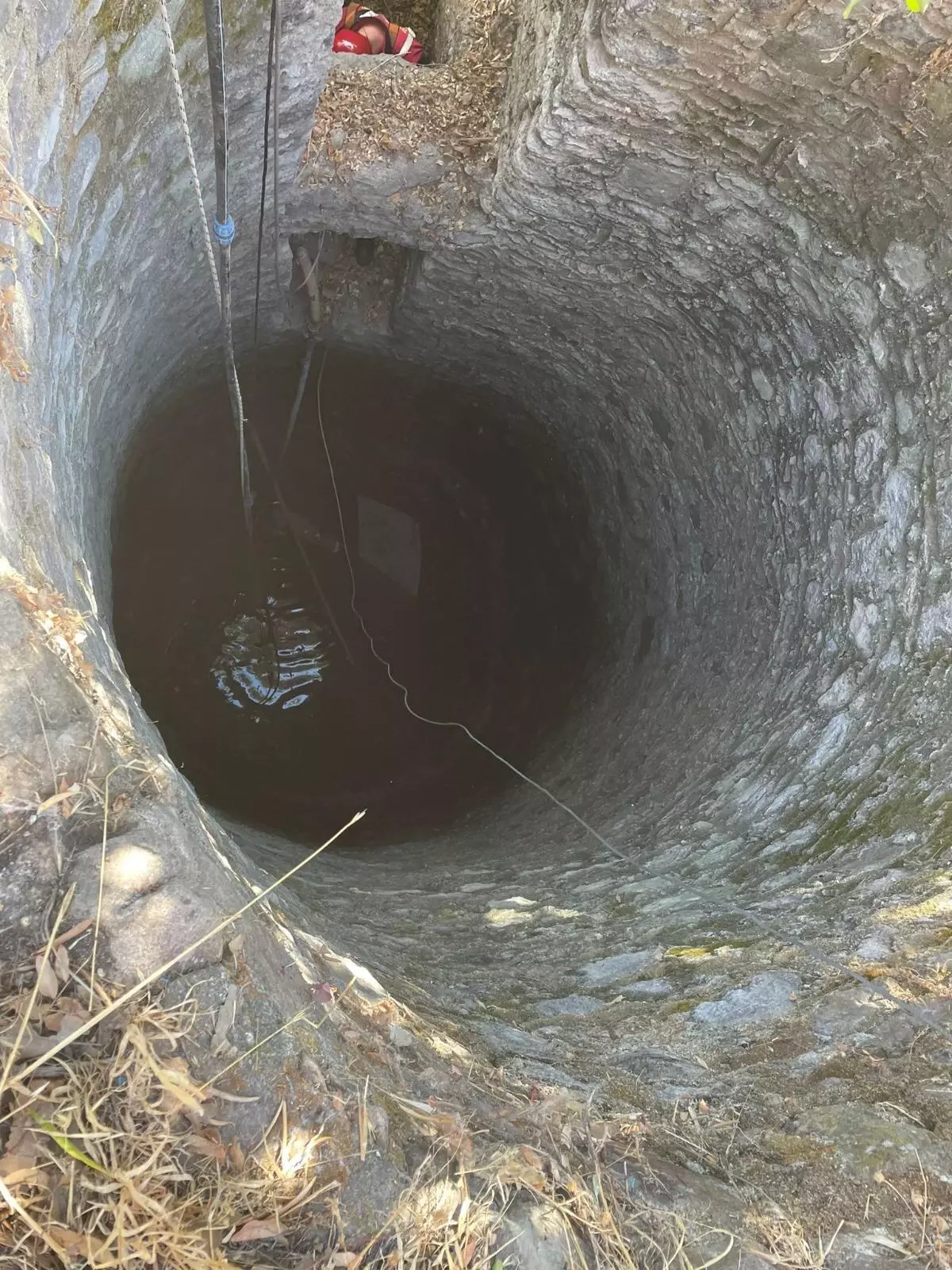 Bodrum\'da su kuyusuna düşen buzağı kurtarıldı