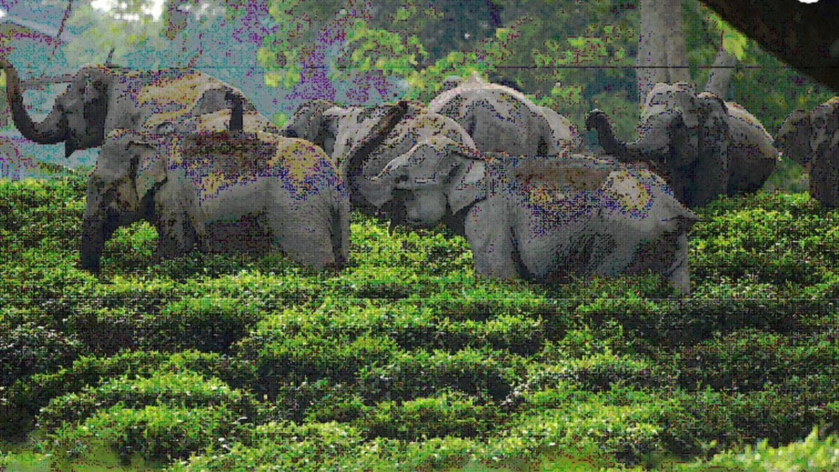 Hindistan\'da Çay Bahçesine Giren Bir Fil Sürüsü