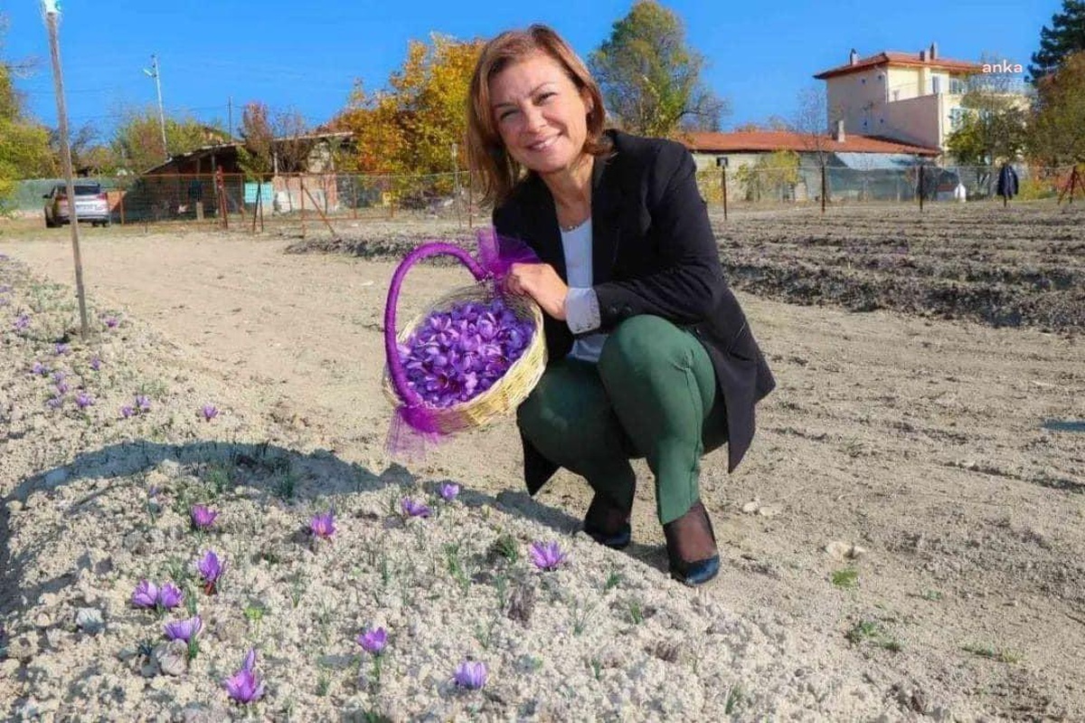 Safranbolu Belediyesi, Safran Hasadı İçin Hazırlığa Başladı