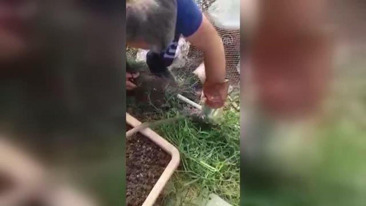 Sinop\'ta ağa takılan yılan itfaiye ekiplerince kurtarıldı