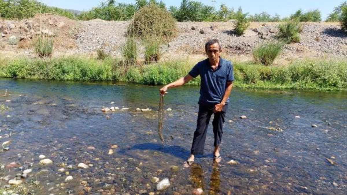 Son dakika haber... Atık lastiklerin bırakıldığı Karaçay Deresi\'nde balık ölümleri