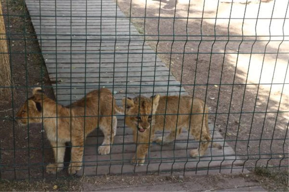 Mühürlenen hayvanat bahçesine mehterli açılış