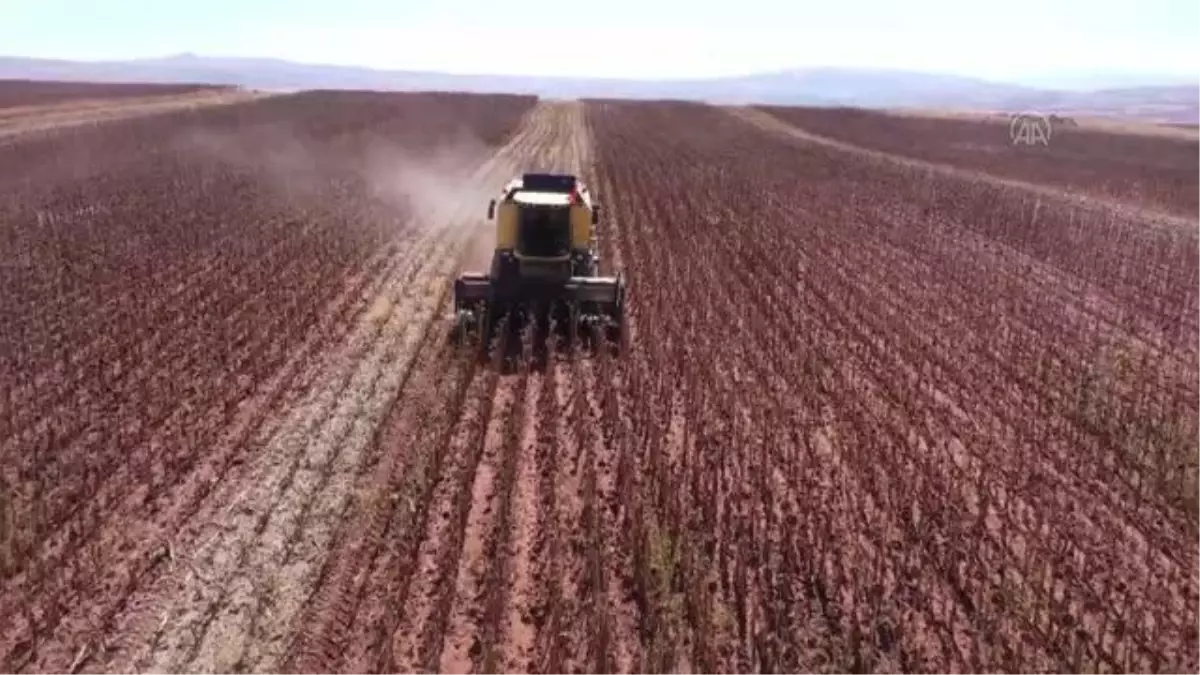 Nevşehir\'de hibe tohumla yağlık ayçiçeği ekimine yönelen üreticiler verimden memnun