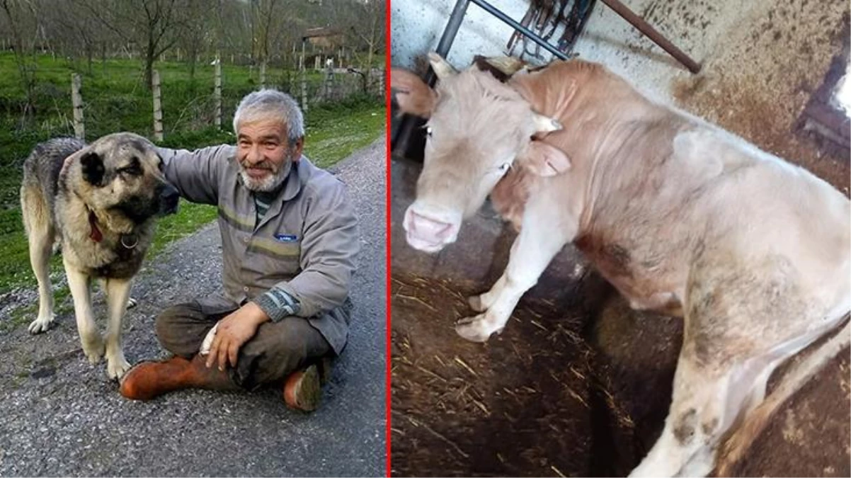 Yediği elmaları sindiremeyen inek öldü! Olayı gören sahibi üzüntüsünden kalp krizi geçirerek hayatını kaybetti