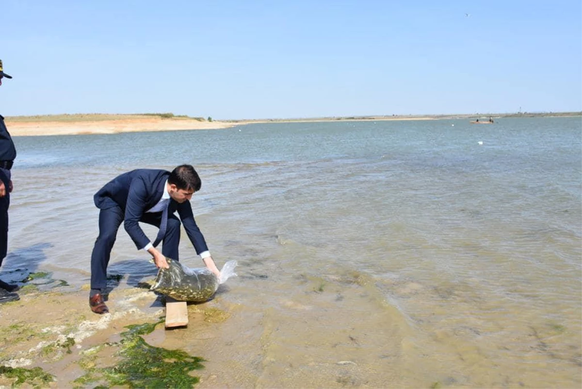 Edirne\'deki göletlere 520 bin balık yavrusu bırakıldı