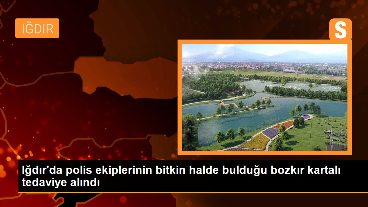 Iğdır\'da polis ekiplerinin bitkin halde bulduğu bozkır kartalı tedaviye alındı