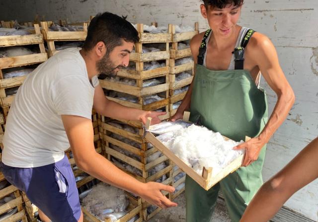 ZONGULDAK AÇIKLARINDA PALAMUT BOLLUĞU