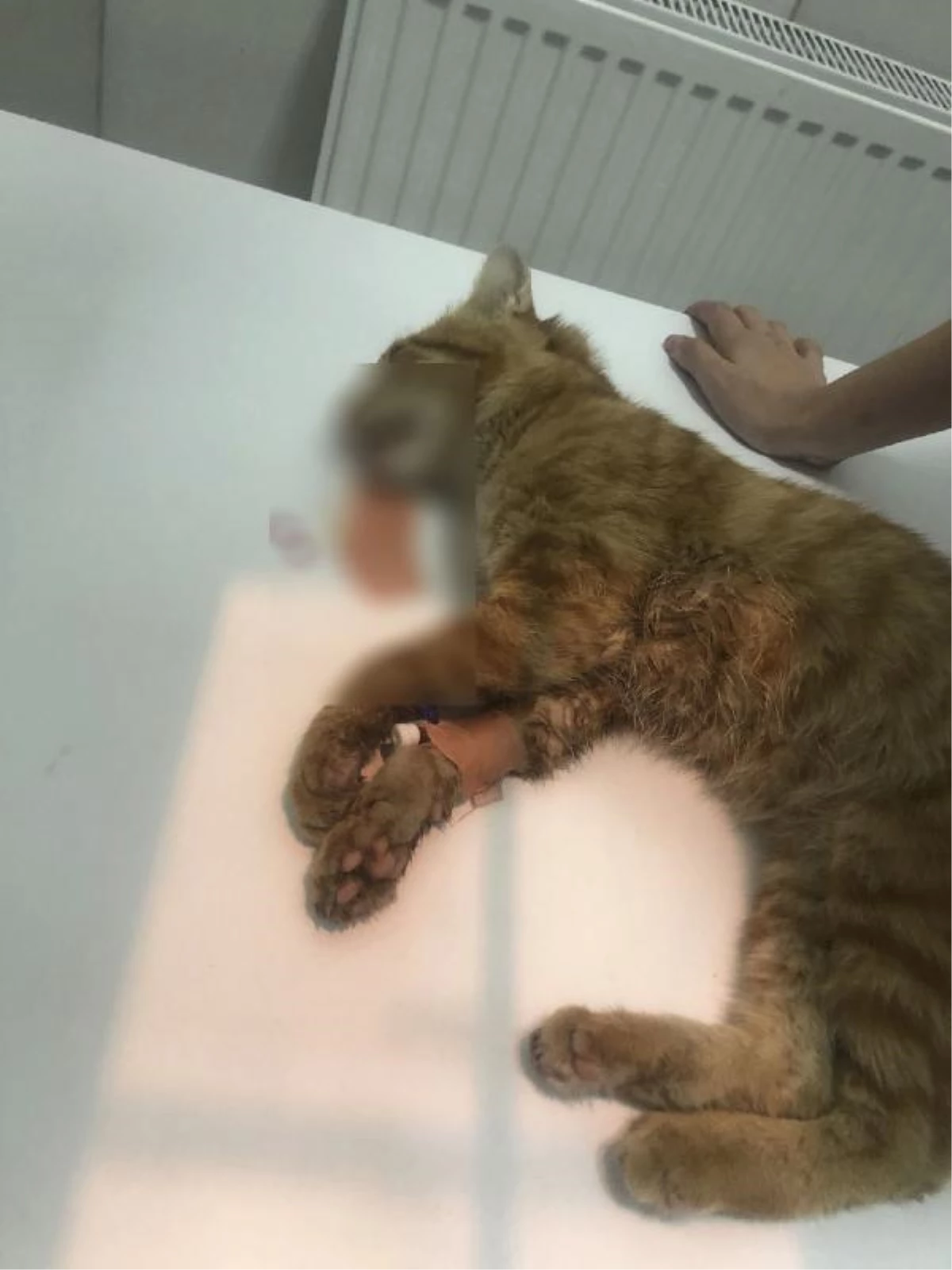 Son dakika haberi | Çamaşır suyu ile kedi ölümüne inceleme