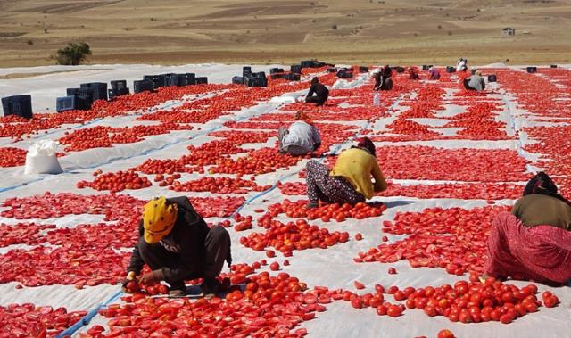 Çiftçinin yüzü gülüyor: Kasa kasa domates topluyorlar
