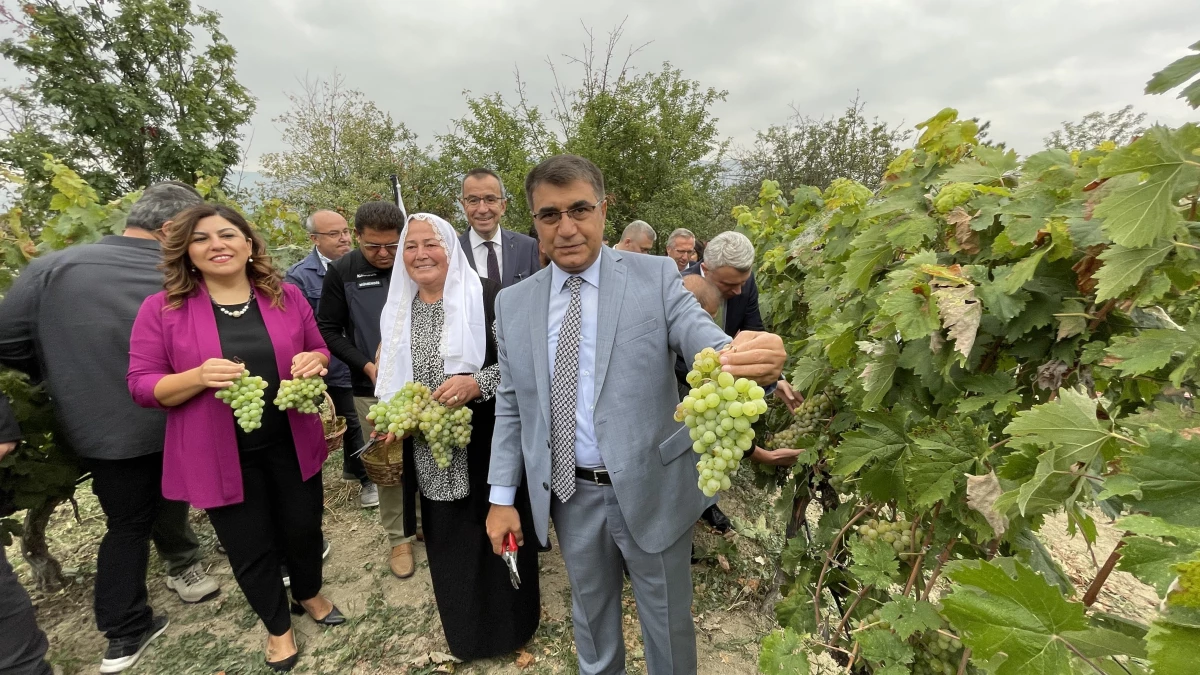 Safranbolu\'da tescilli "çavuş üzümü" hasadına başlandı