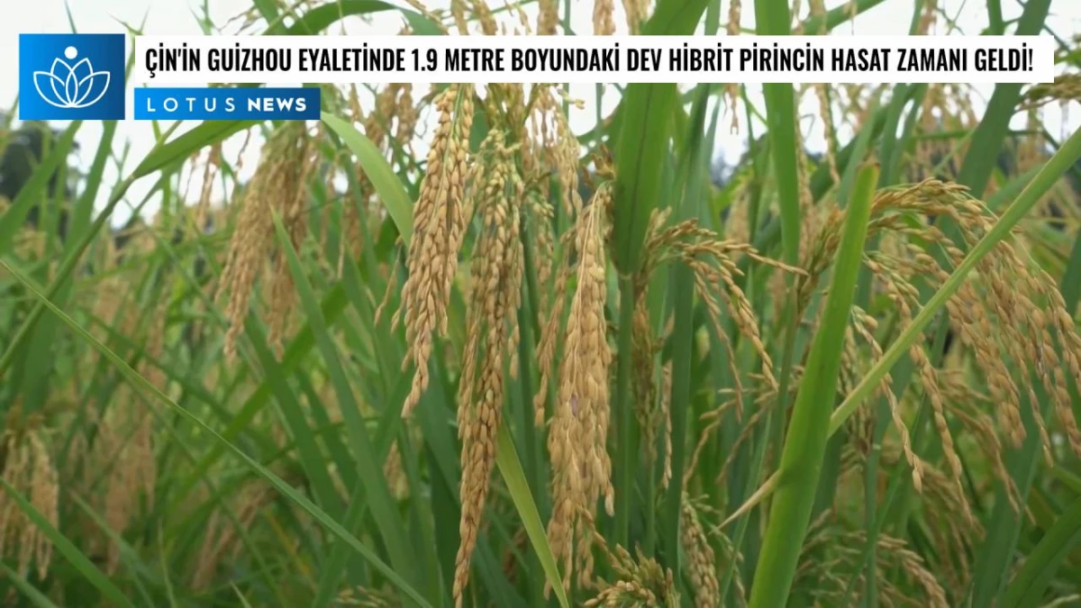 Video: Çin\'in Guizhou Eyaletinde 1,9 Metre Boyundaki Dev Hibrit Pirincin Hasat Zamanı Geldi