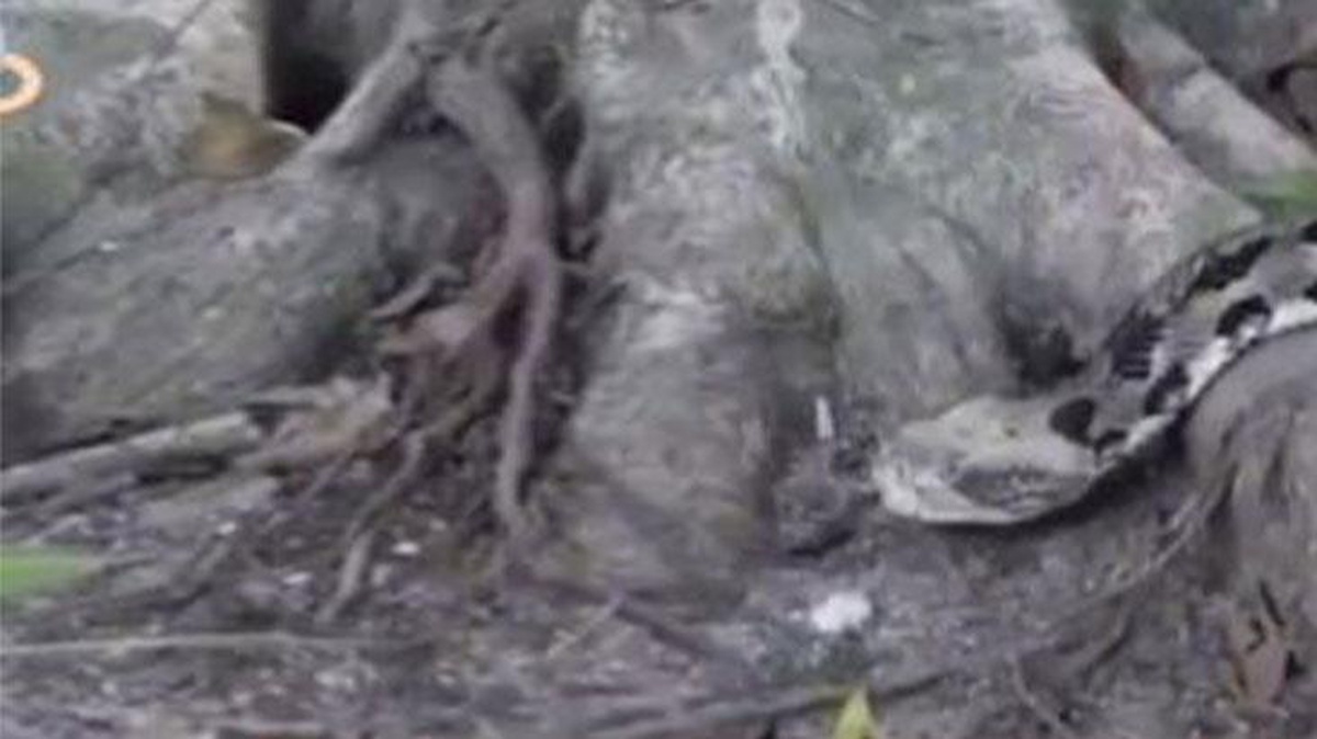 Yılanın nefes kesen hamlesine ilginç yorum: Zehrini çoktan bıraktı, geçmiş olsun