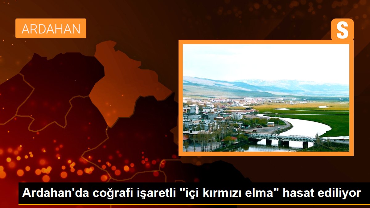 Ardahan\'da coğrafi işaretli "içi kırmızı elma" hasat ediliyor