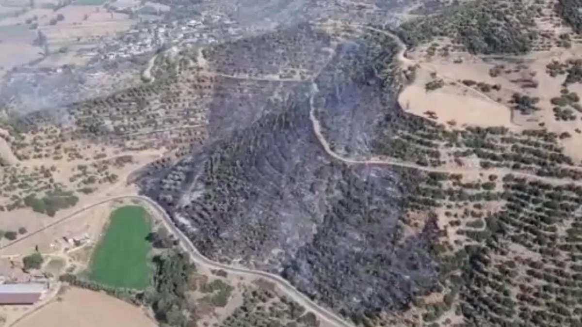 İzmir Kiraz\'da Orman Yangını