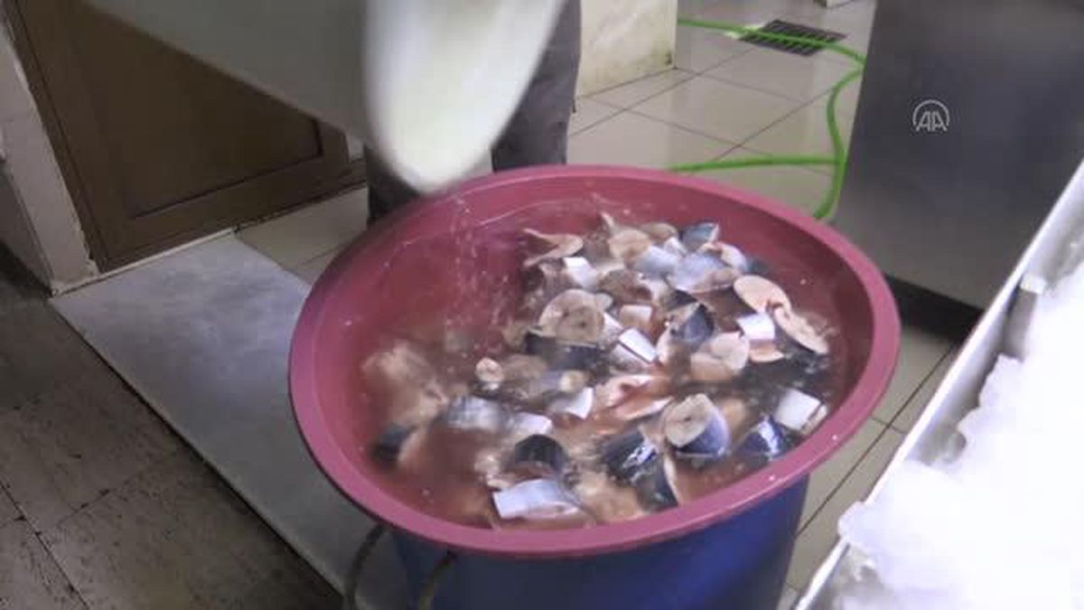 Karadeniz\'de bol avlanan palamut, lakerda olarak tezgahlardaki yerini erken aldı