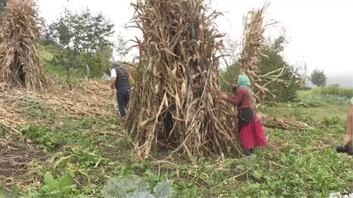 Karadeniz kadınının tarladan sofraya "mısır unu" mesaisi