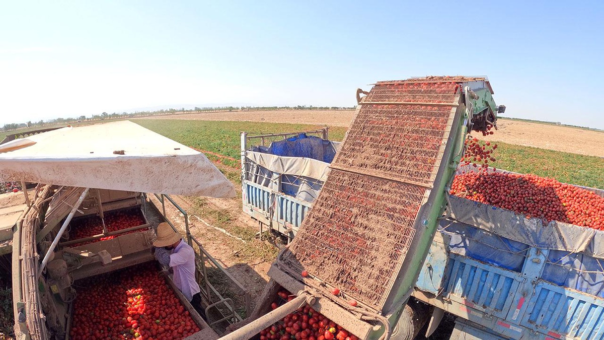 Çin\'in Xinjiang Uygur Özerk Bölgesi\'nde Domates Hasadı