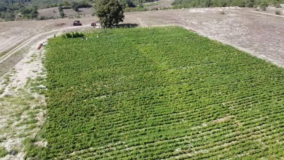 Bilecik\'in coğrafi işaretli Çukurören biberinde 650 ton rekolte bekleniyor