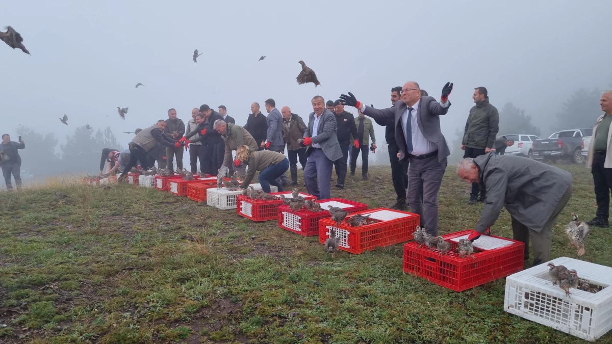 Düzce\'de 1000 kınalı keklik doğaya bırakıldı