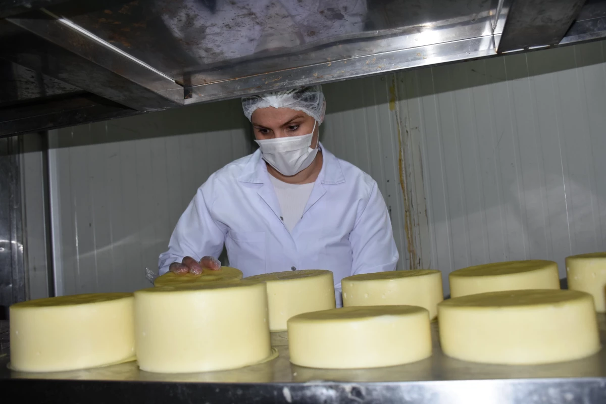 Türkiye\'nin yöresel peynirleri Kars\'ta buluşacak