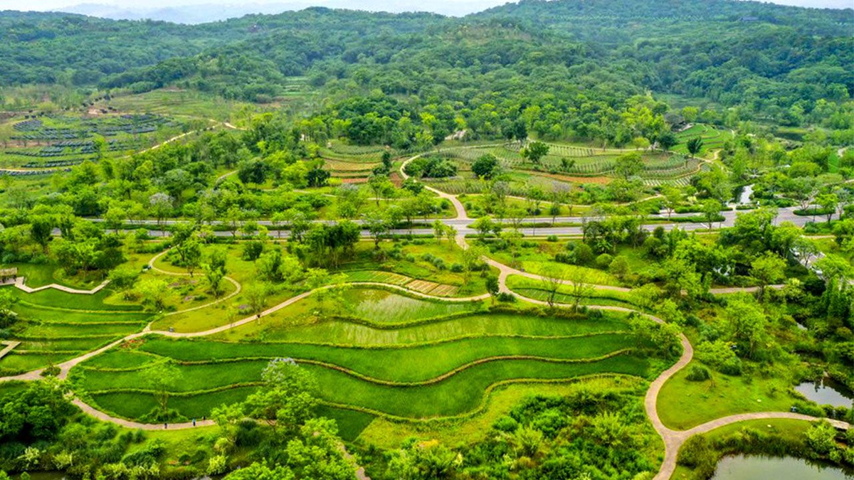 Yangtze Nehri Ekonomik Kuşağı Boyunca 1 Milyon Hektarlık Alanda Ağaçlandırma Tamamlandı