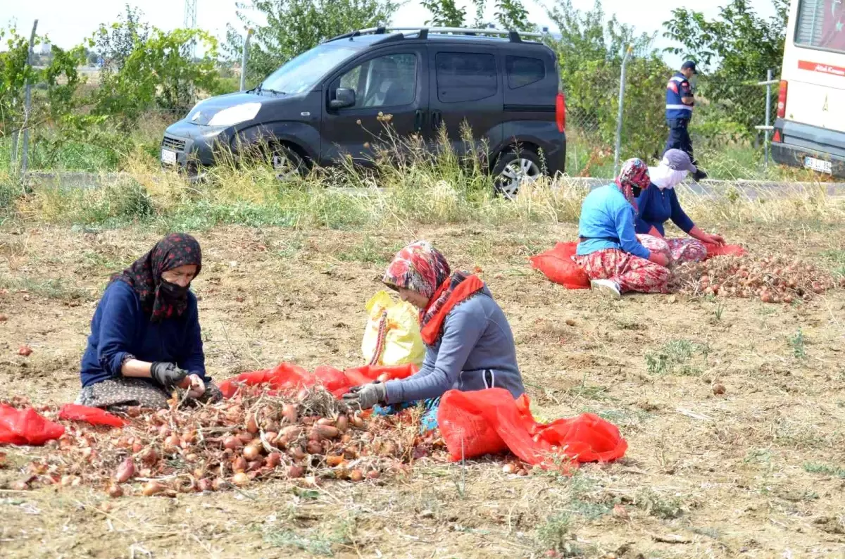 Tekirdağ ekonomi haberi: Tekirdağ soğanı coğrafi işaret aldı: 3 bin ton ürün bekleniyor