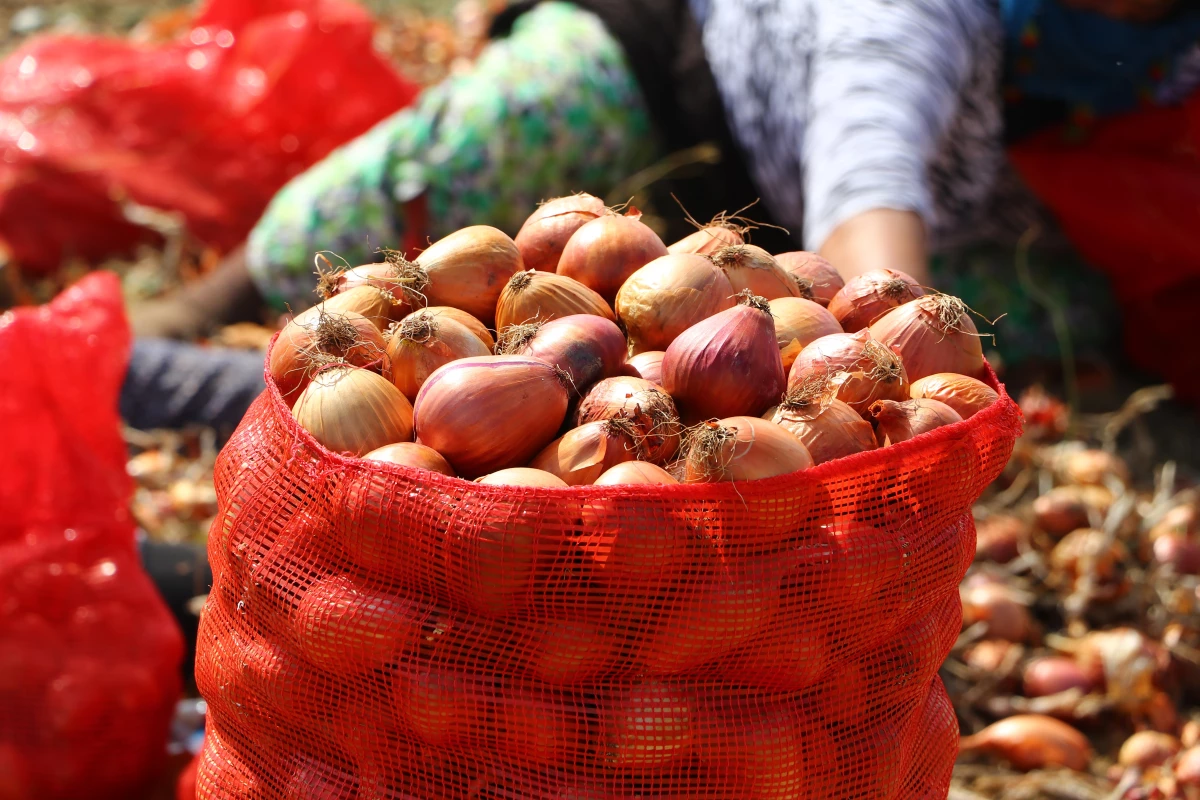 Tescilli Tekirdağ soğanında 3 bin ton rekolte bekleniyor