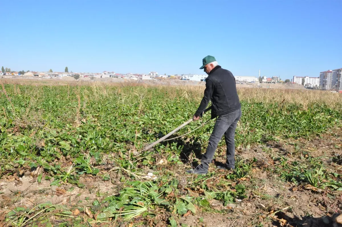 Yozgat\'ta şeker pancarı çiftçisi açıklanan fiyatlardan memnun