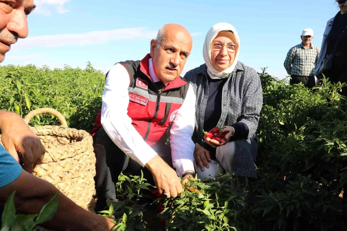 Bakan Kirişci, Kahramanmaraş\'ta biber hasadına katıldı Açıklaması