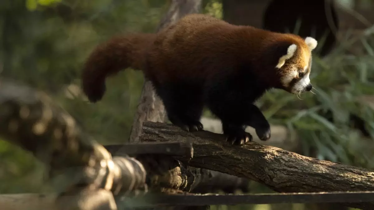 Fotoğraf: Ljubljana Hayvanat Bahçesi\'nde Kırmızı Panda Nüfusu Artıyor