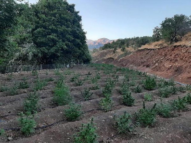 PKK'nın finans kaynağına darbe! Lice'de 630 kilo esrar ele geçirildi PKK'nın finans kaynağına darbe! Lice'de 630 kilo esrar ele geçirildi