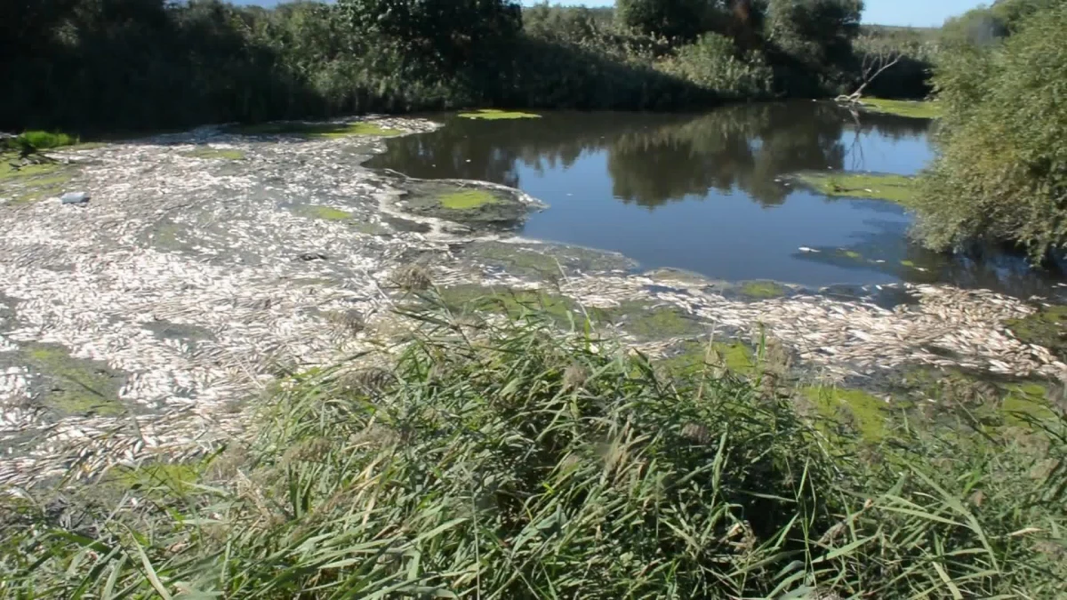Bakırçay\'da Çevre Faciası: Nehrin Üzeri Ölü Balıklarla Kaplandı