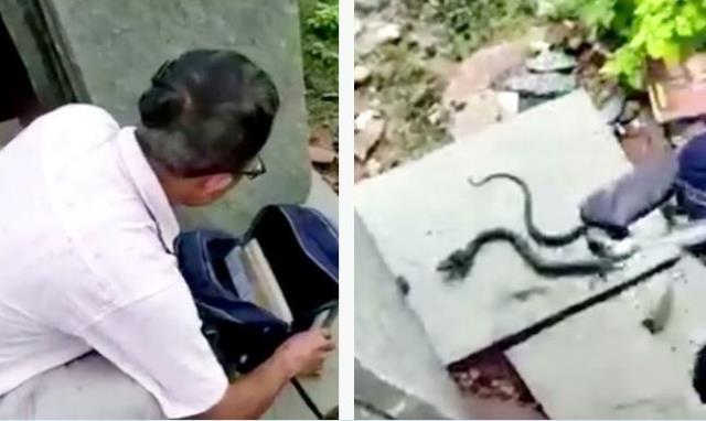 Kızın okul çantasındaki kıpırtıyı gören öğretmen dehşeti yaşadı! Yılanın zehri 20 kişinin selasını okutur Kızın okul çantasındaki kıpırtıyı gören öğretmen dehşeti yaşadı! Yılanın zehri 20 kişinin selasını okutur