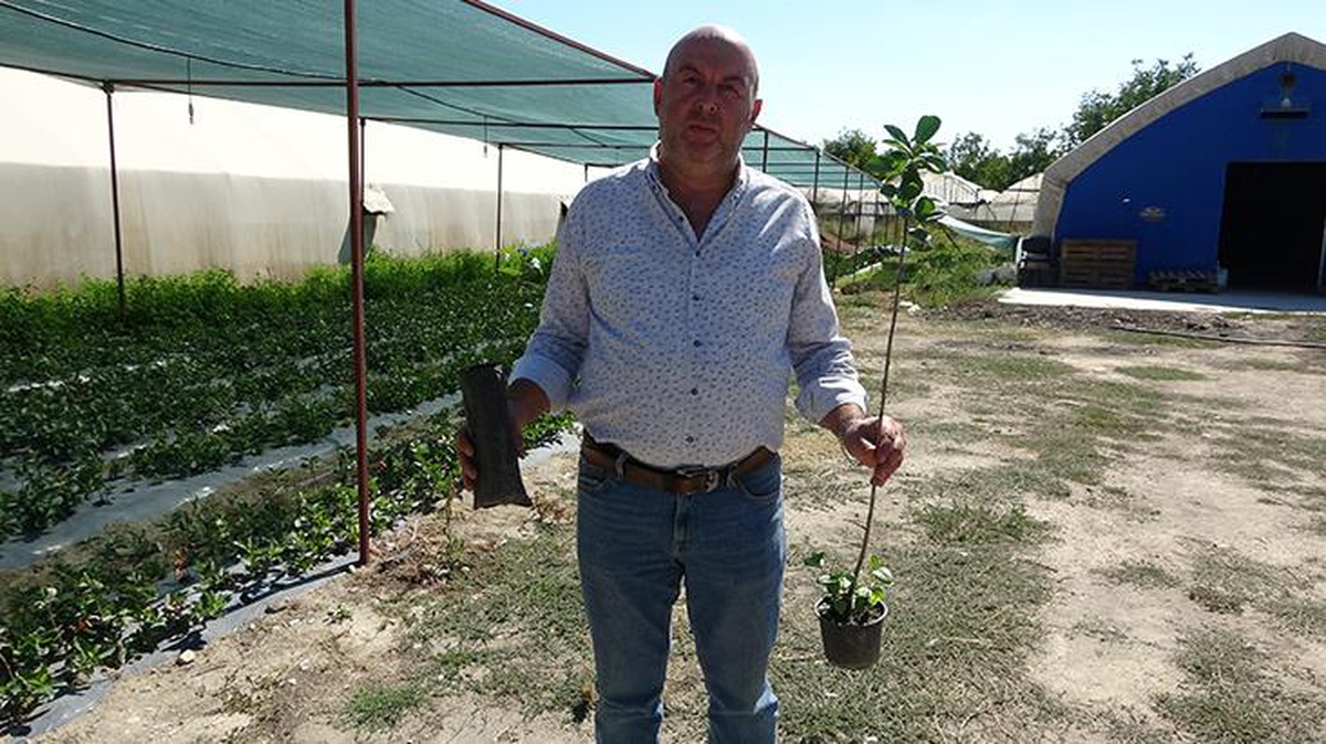 Soluca Dudak uçuklatan fiyat! Aronya meyvesi organik soluca ve yarasa ...