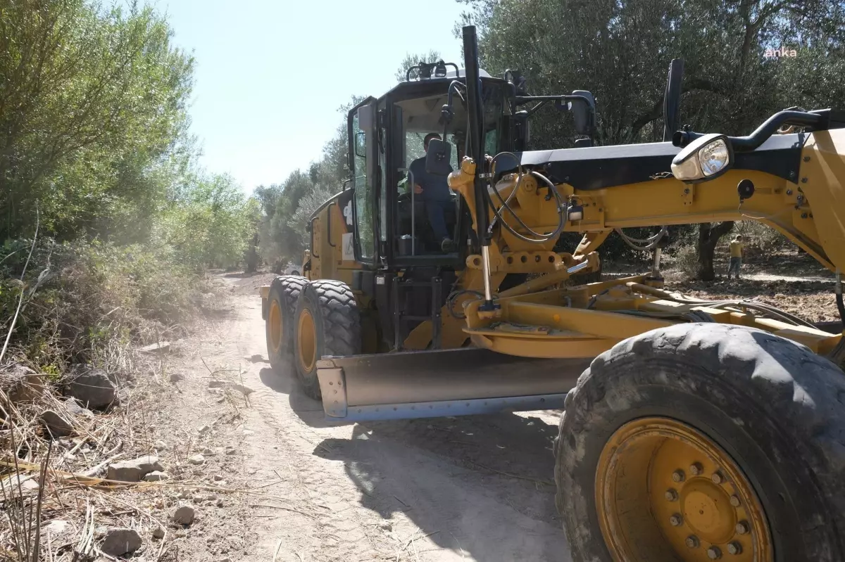 Ayvalık\'ta Zeytinlikler Arası Yollar Hasada Hazır