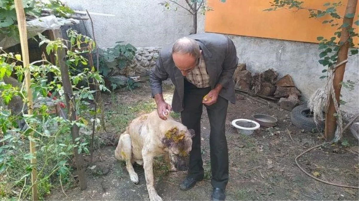 Kendi köpeğine saldırdığını öne süren şüpheli, komşusunun köpeğini sopa ve satırla ağır yaraladı