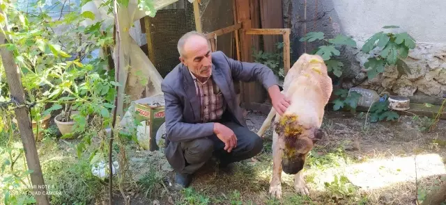 Kendi köpeğine saldırdığını öne süren şüpheli, komşusunun köpeğini sopa ve satırla ağır yaraladı