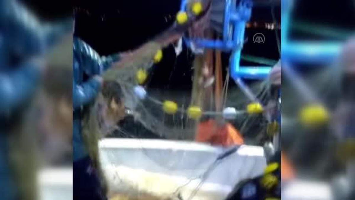 Sinop\'ta palamut avcılığı için denize açılan balıkçılara karagöz sürprizi