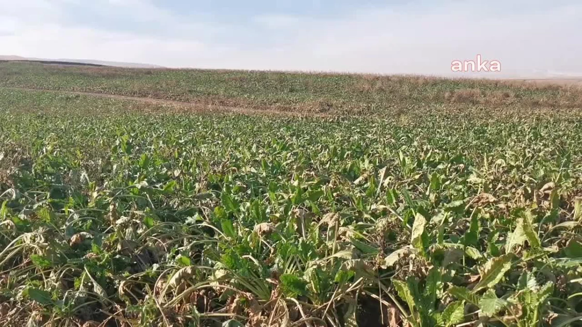 Şekerpancarı Fiyatı Bir Yılda Üç Defa Yenilendi Ama Maliyeti Kurtaramayan Üreticiler, "Fiyatlar Yeniden Ele Alınmalı" Dedi