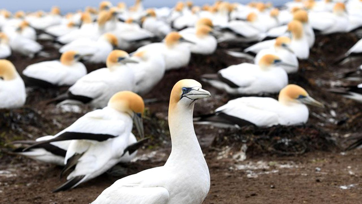 Yeni Zelanda\'daki Cape Kidnappers\'a Sümsük Kuşu Sürüleri Geliyor