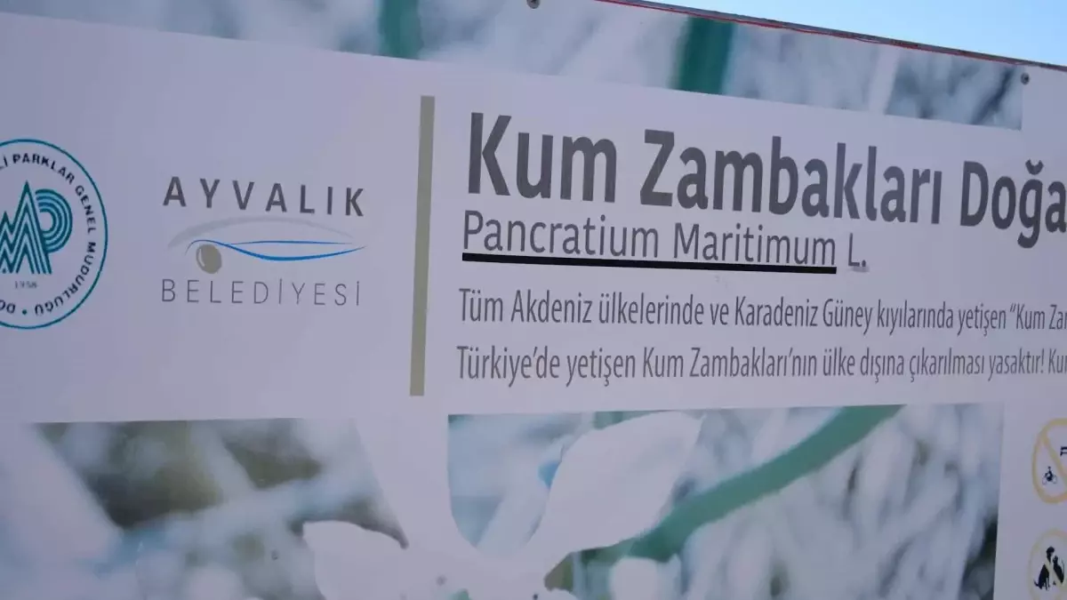 Ayvalık\'ın Kum Zambakları Çiçek Açtı